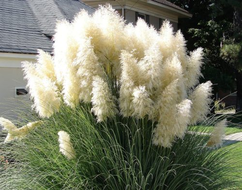  Weißes PAMPASSGRAS Cortaderia Selloana White Feather Ziergras P9