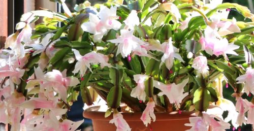  Schlumbergera White Grudnik blühende Pflanze