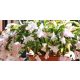  Schlumbergera White Grudnik blühende Pflanze