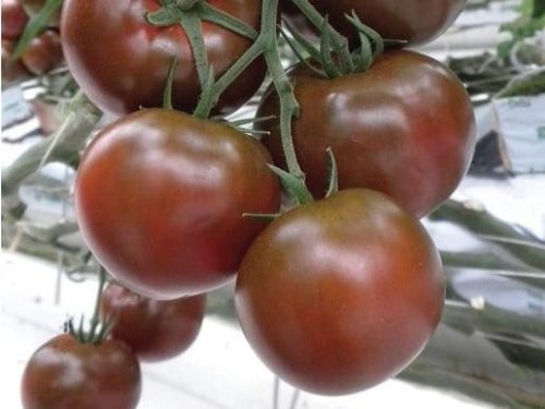  Tomate gepfropft Sacher, Sämling P9, Schokolade, äußerst lecker