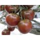  Tomate gepfropft Sacher, Sämling P9, Schokolade, äußerst lecker