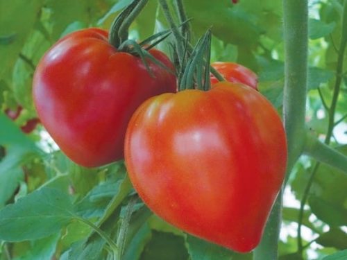  Mit Cupidissimo F1 veredelte Tomate, Büffelherz des Sämlings P9