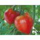  Mit Cupidissimo F1 veredelte Tomate, Büffelherz des Sämlings P9