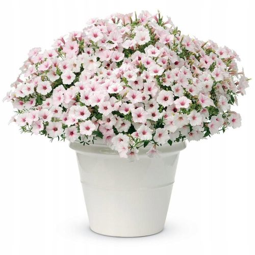  SUPERTUNIA VISTA SILVERBERRY 6 STK