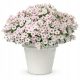  SUPERTUNIA VISTA SILVERBERRY 6 STK