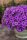  SUPERTUNIA MINI VISTA BLAU VIOLETT 6 STK