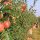  M7 Apfelbaum-Pfropfunterlagen 10 Stk.