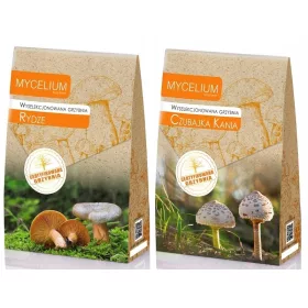 Ausgewähltes Myzel von Mycelium Rydze