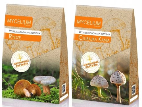 Ausgewähltes Myzel von Mycelium Rydze