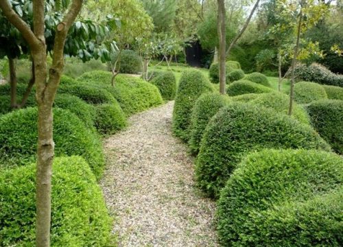  Der elegante Trockenbaum mit Myrtenblättern schmückt das ganze Jahr über den Garten. Setzlinge 1,5 l