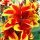  CANNA KANNA QUEEN CHARLOTTE RED GREY RED Setzlinge 3 Stk. + GRATIS
