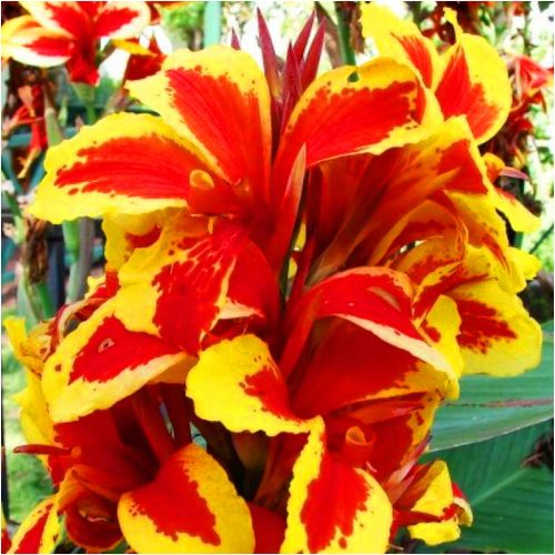  CANNA KANNA QUEEN CHARLOTTE RED GREY RED Setzlinge 3 Stk. + GRATIS