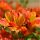  ALSTROEMERIA GARDEN CALISTO LACHS-Setzlinge 3 Stk. + GRATIS