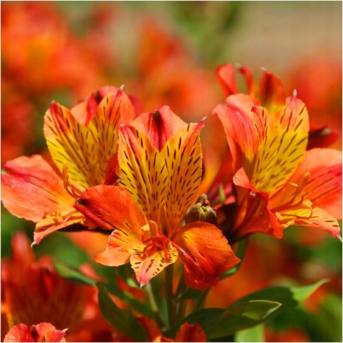  ALSTROEMERIA GARDEN CALISTO LACHS-Setzlinge 3 Stk. + GRATIS