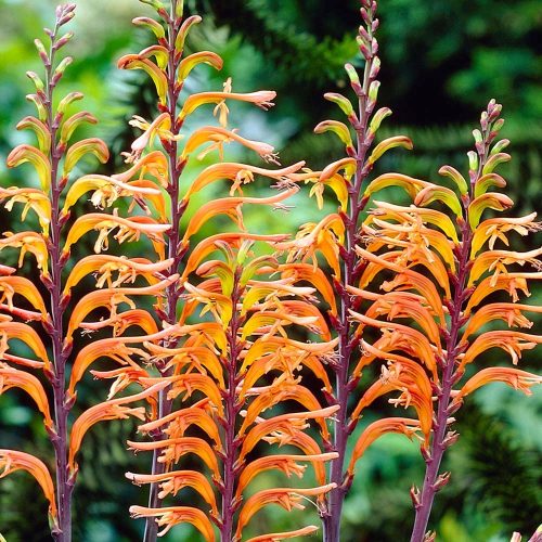  CHASMANTE SATURNUS schöne Blume Lilie der Kobras 3 Stück + GRATIS