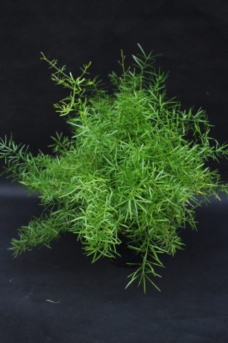 Spargel Setaceus – FEDER IMMERGRÜN