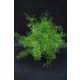  Spargel Setaceus – FEDER IMMERGRÜN