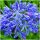  AGAPANTHUS BLUE TRIUMPHATOR AGAPANTHUS Setzlinge 3 Stk. + GRATIS