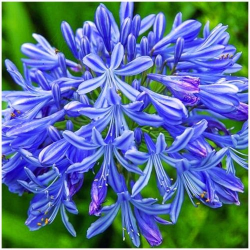  AGAPANTHUS BLUE TRIUMPHATOR AGAPANTHUS Setzlinge 3 Stk. + GRATIS