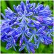  AGAPANTHUS BLUE TRIUMPHATOR AGAPANTHUS Setzlinge 3 Stk. + GRATIS