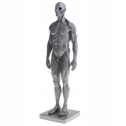  11-Zoll-Anatomie-Studienset für männliche Muskeln und Skelette,