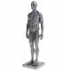  11-Zoll-Anatomie-Studienset für männliche Muskeln und Skelette,