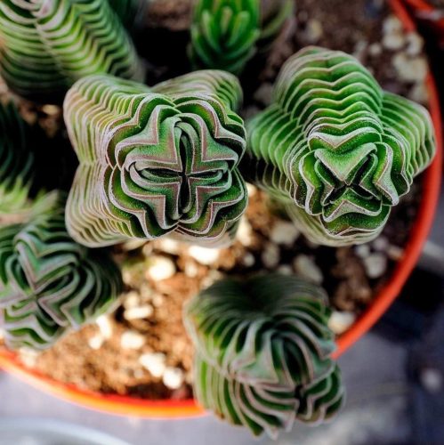  CRASSULA 'BUDDHA'S TEMPEL' Form eines buddhistischen Tempels CRASSULA Größe S