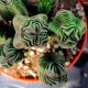  CRASSULA 'BUDDHA'S TEMPEL' Form eines buddhistischen Tempels CRASSULA Größe S