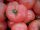  Pink King veredelte Tomate, Sämling P9, König der Himbeeren