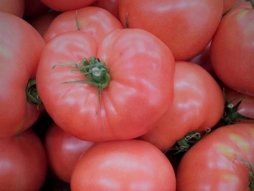  Pink King veredelte Tomate, Sämling P9, König der Himbeeren