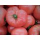 Pink King veredelte Tomate, Sämling P9, König der Himbeeren