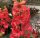  Rotes Rittersporn 1 Stck