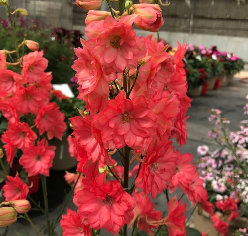  Rotes Rittersporn 1 Stck