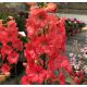  Rotes Rittersporn 1 Stck