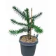  Chilenische Araukarie, Araucaria araucana, die sogenannte Affenbaum, 30-35 cm