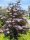  Sambucus nigra Black Lace Black Elderberry große Sämlinge 3L
