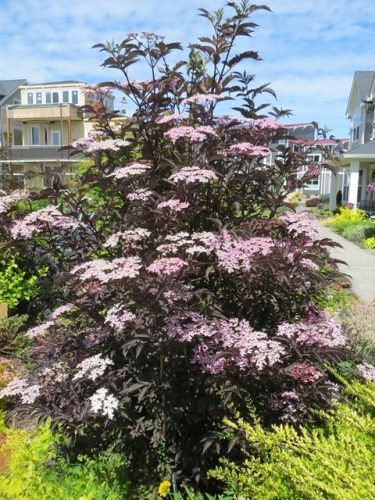  Sambucus nigra Black Lace Black Elderberry große Sämlinge 3L