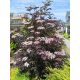  Sambucus nigra Black Lace Black Elderberry große Sämlinge 3L