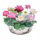  100 Kapseln Schale Lotus Lotussamen Aquarium Wasserpflanzen Indoor Hydrop