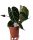  Anthurium Anthurium Crystallinum 30 cm Winterversand