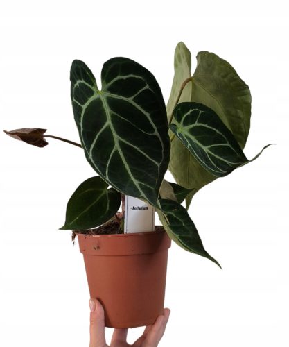  Anthurium Anthurium Crystallinum 30 cm Winterversand