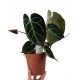  Anthurium Anthurium Crystallinum 30 cm Winterversand