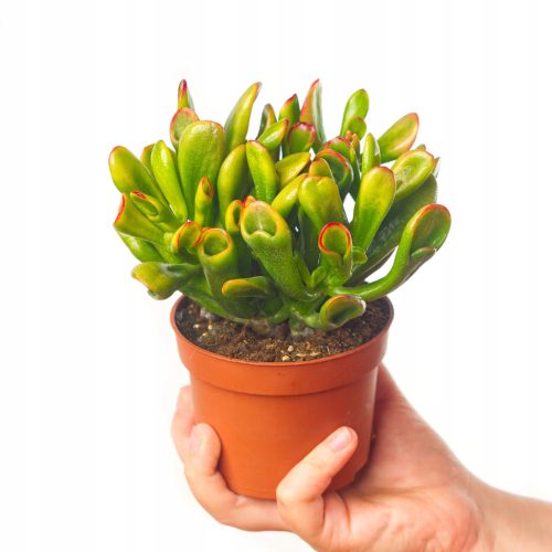  Crassula ovata 'Red Horn Tree' Sämling in einem 0,5-1l Behälter
