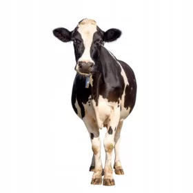  Rindermist 100% granuliert 20kg. Herbst Frühling Öko