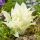  Hosta White Feather Rhizom 1 Stk
