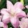  Lily Full Lotus Queen 1 Stück Lilienzwiebeln Lilien