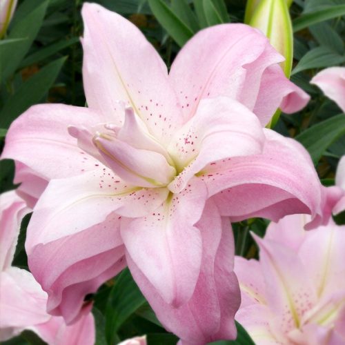  Lily Full Lotus Queen 1 Stück Lilienzwiebeln Lilien