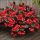  Begonie „Big Red mit Bronzeblatt“