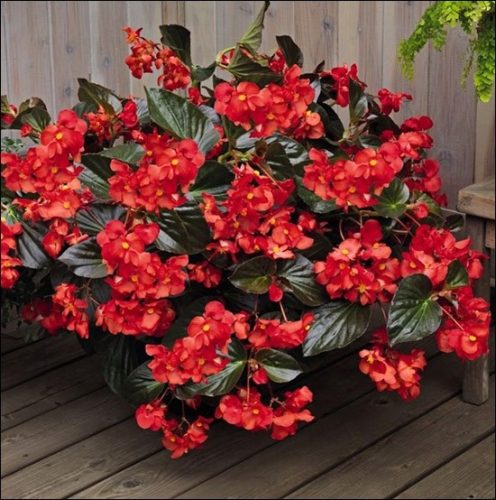  Begonie „Big Red mit Bronzeblatt“