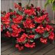  Begonie „Big Red mit Bronzeblatt“